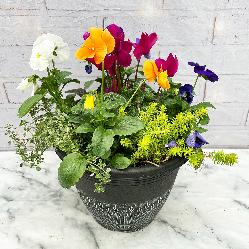 🌿💚 Preplanted Outdoor Collection 💚🌿 Plants for all Seasons