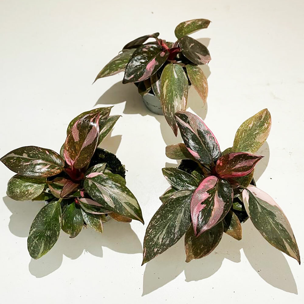 Highly Variegated Pink Princess Plants for all Seasons