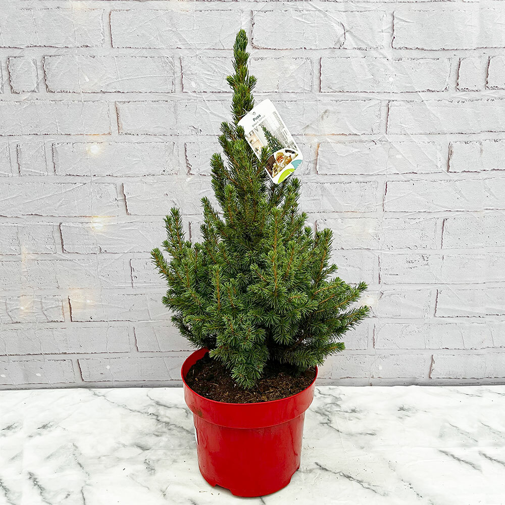 🌿Potted Christmas Trees Carbon Neutral & Renewable 🌿 Plants for all
