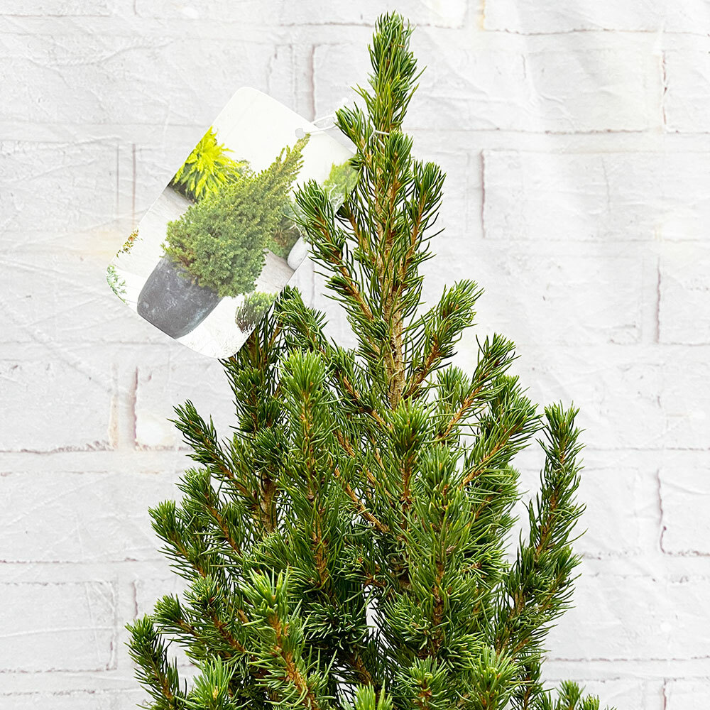 🌿Potted Christmas Trees Carbon Neutral & Renewable 🌿 Plants for all