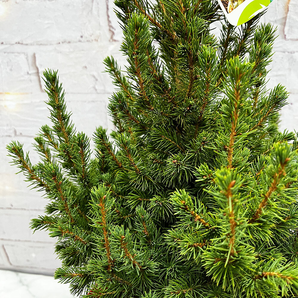 🌿Potted Christmas Trees Carbon Neutral & Renewable 🌿 Plants for all