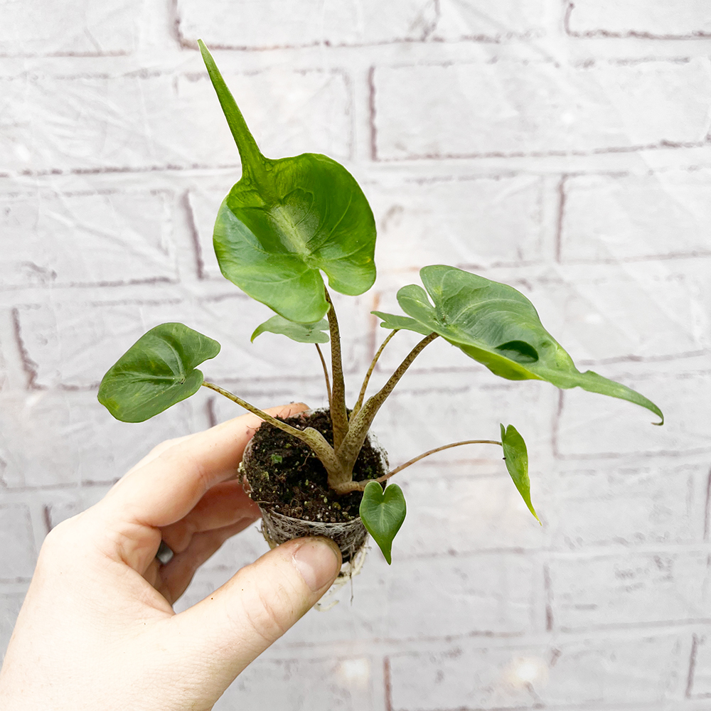 🌱 Exclusive Baby Houseplants 🌱 Plants for all Seasons