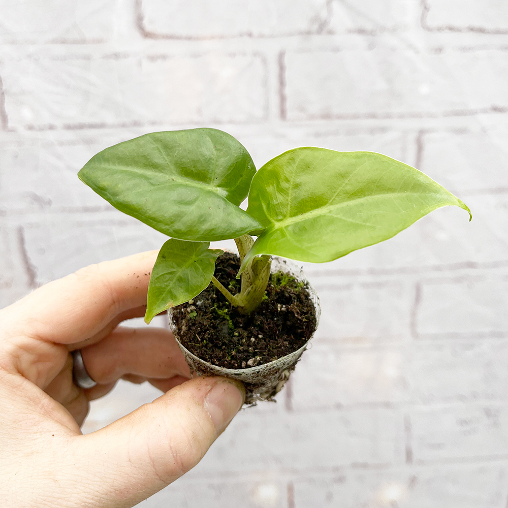 🌱 Exclusive Baby Houseplants 🌱 Plants for all Seasons