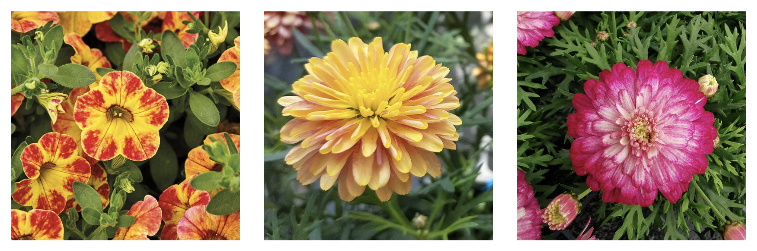 🌸 Bedding Plants are ready!! Plants for all Seasons