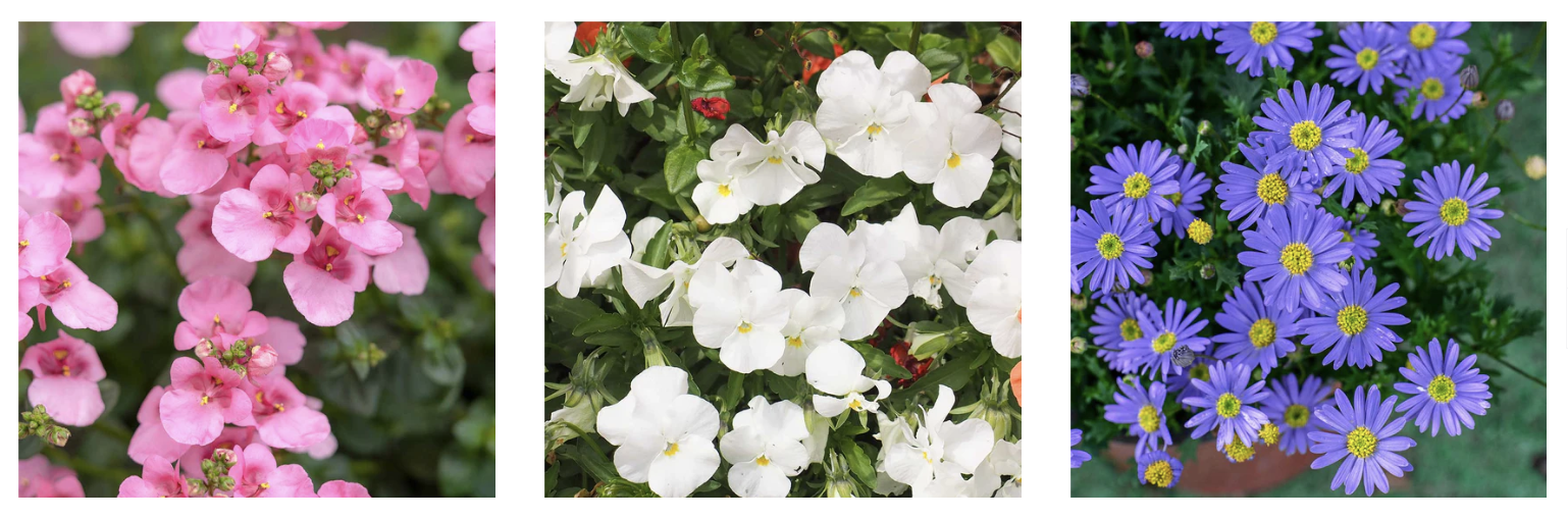 🌸 Bedding Plants are ready!! Plants for all Seasons