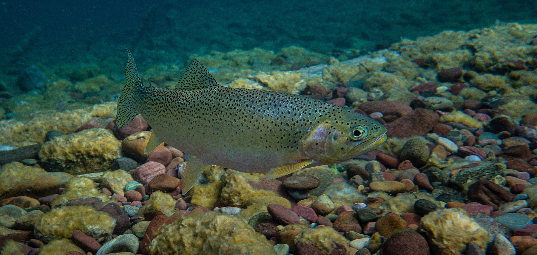 A trout in a creek.