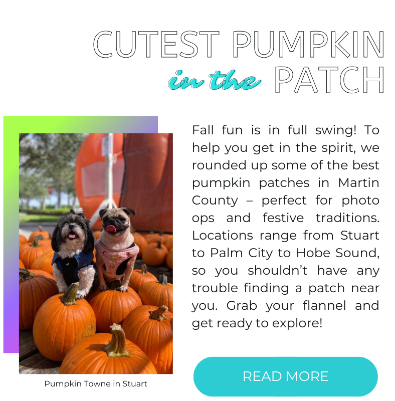 Blog post about pumpkin patches in Martin County