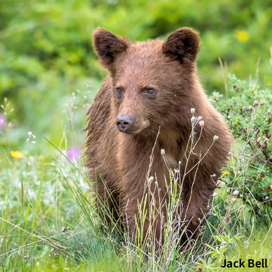 Black Bear Cub, Glacier photo contest winner