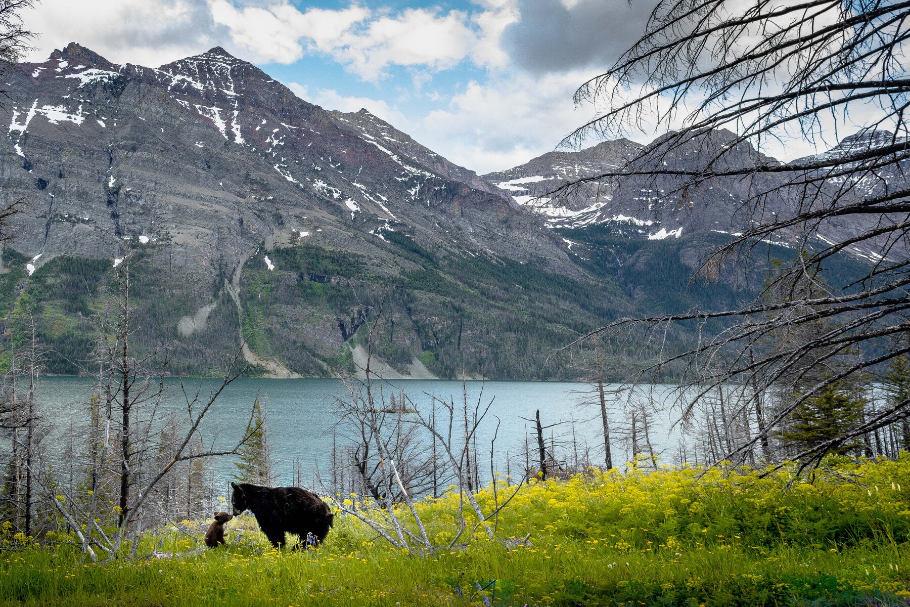 Mama Black Bear and Cub 