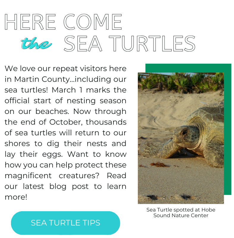 March 1 starts sea turtle nesting season - click to read our latest blog post with conservation tips.
