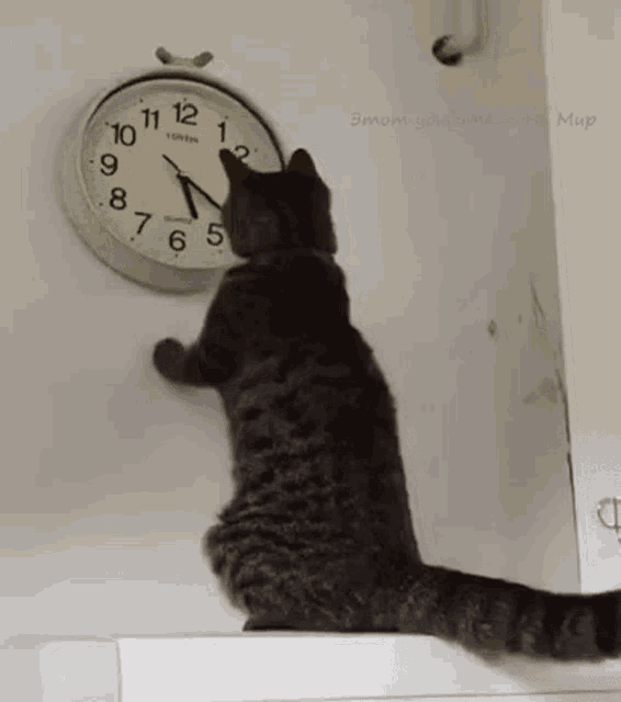 cat GIF