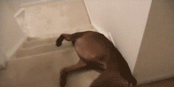 GIF of the week