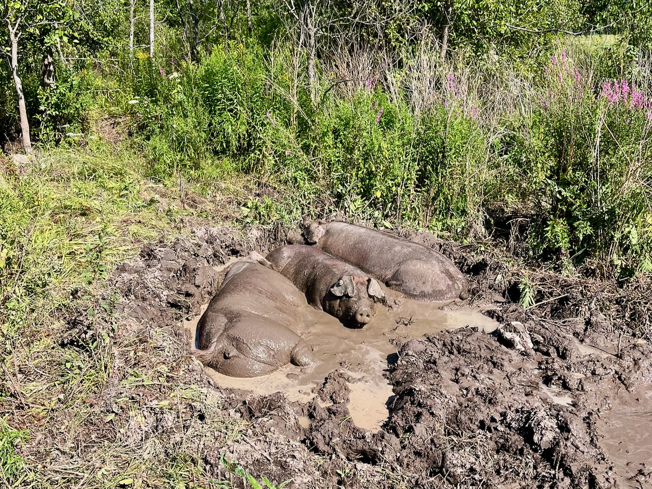 Three sows resting in the mud after a summer thunderstorm at Reber Rock Farm