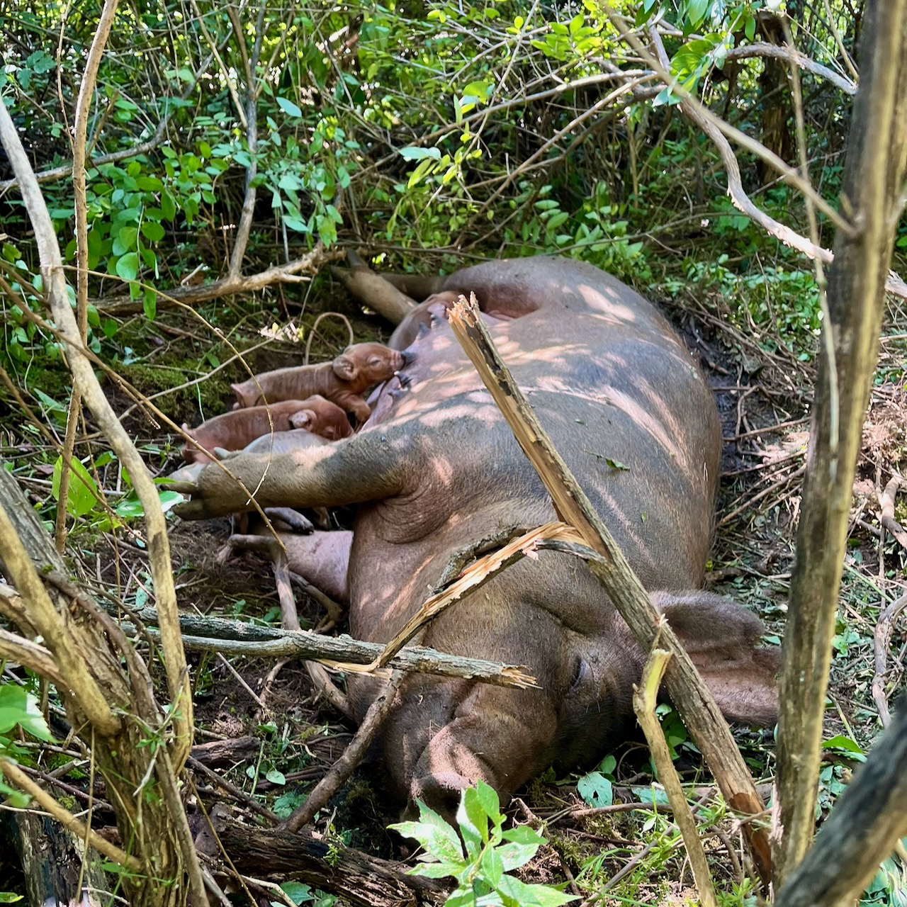 A sow nursing eight newborn piglets in the brush beneath an old wild apple tree