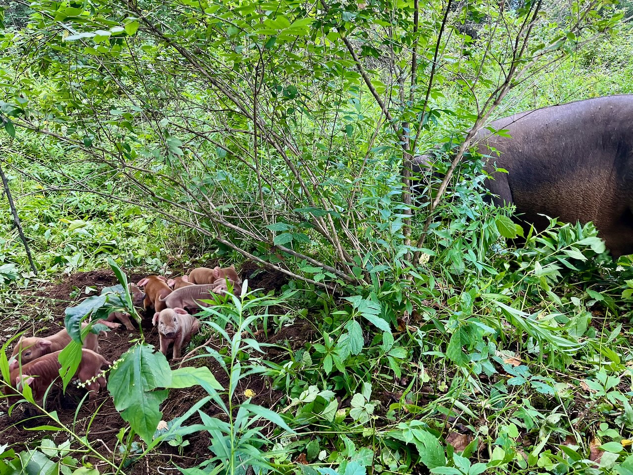 Four day old piglets exploring the woods on pasture
