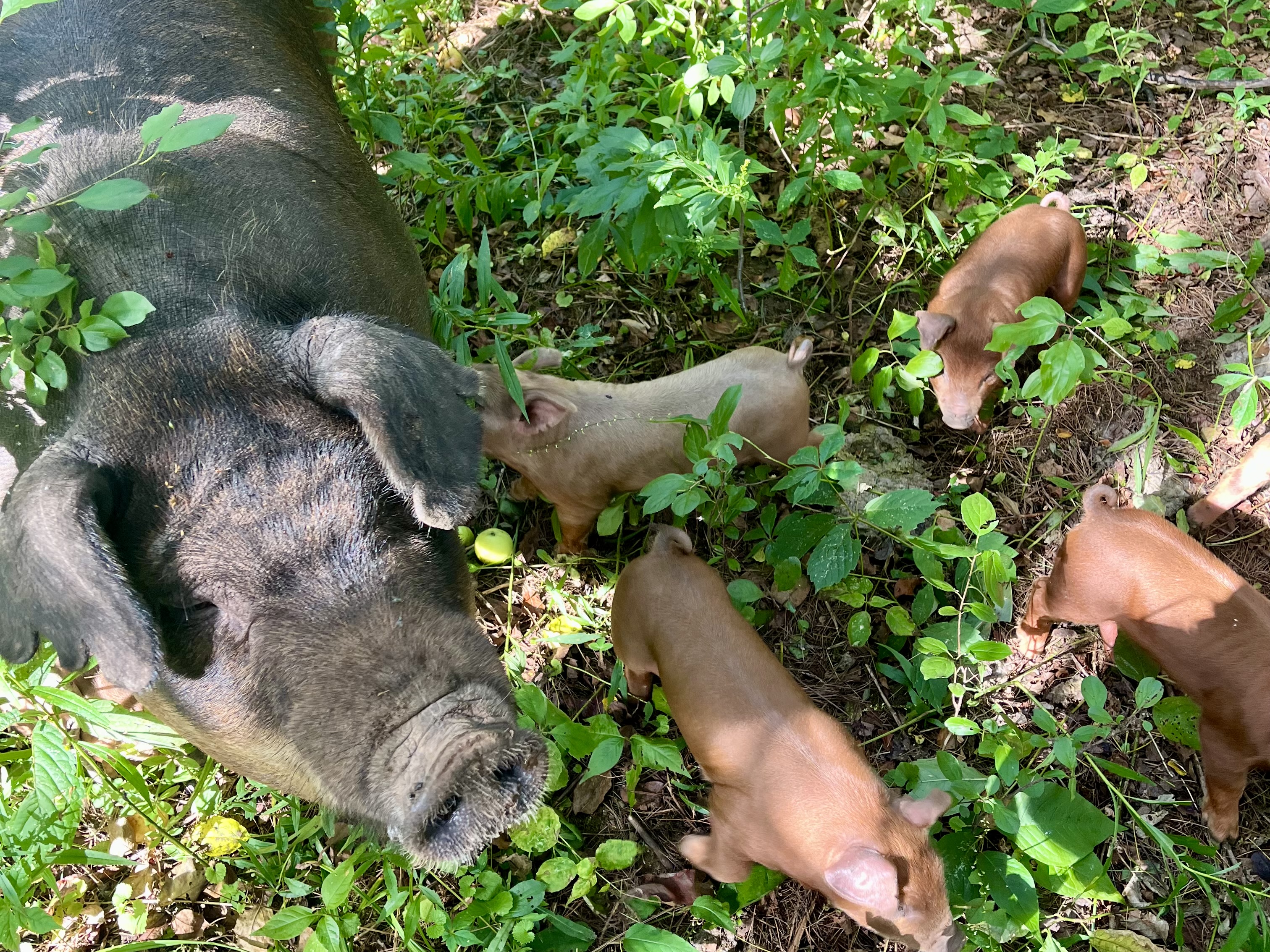 A pasture raised sow out in the field with her piglets at Reber Rock Farm