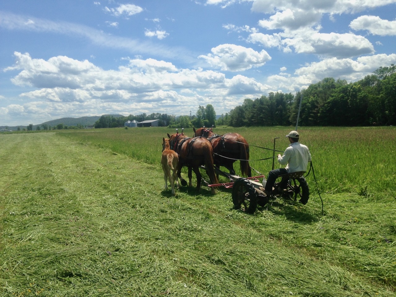 Chad mowing hay with a team of horses, a foal tagging along beside her mother