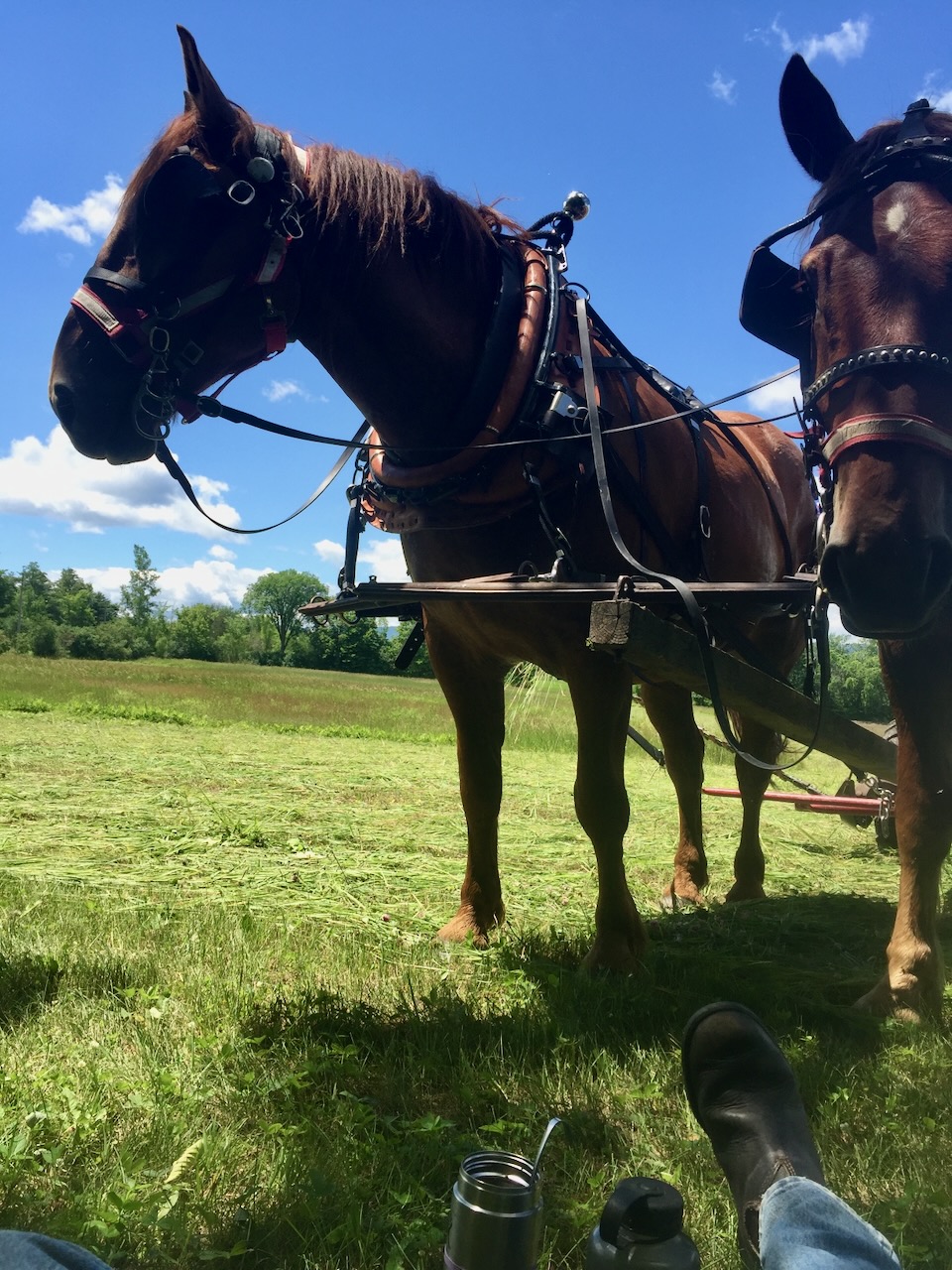 A team of draft horses resting in the shade during a lunch break from haying