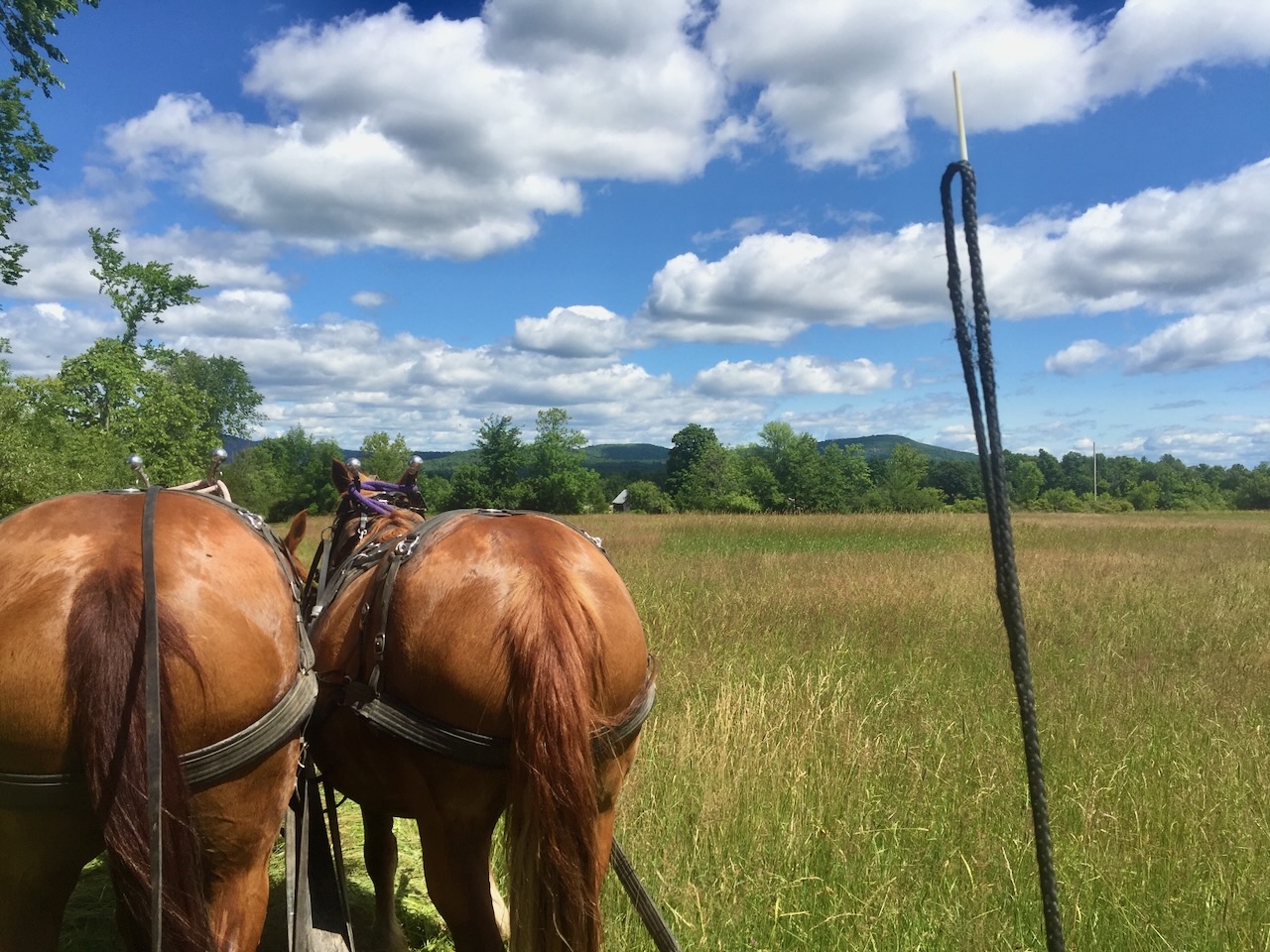 Mowing hay with a team of draft horses at Reber Rock Farm