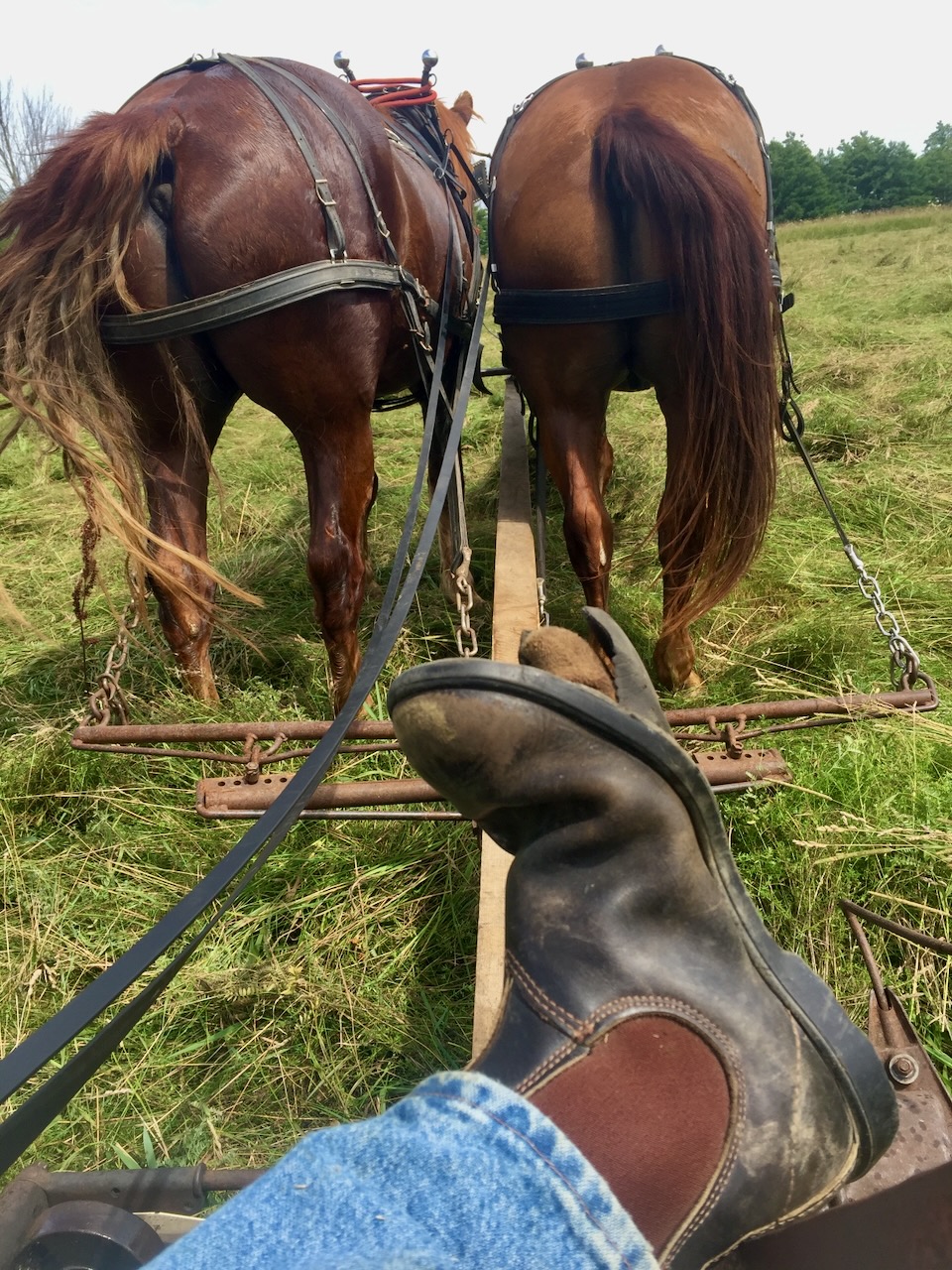Sweaty draft horses and a worn out boot after a day of haying