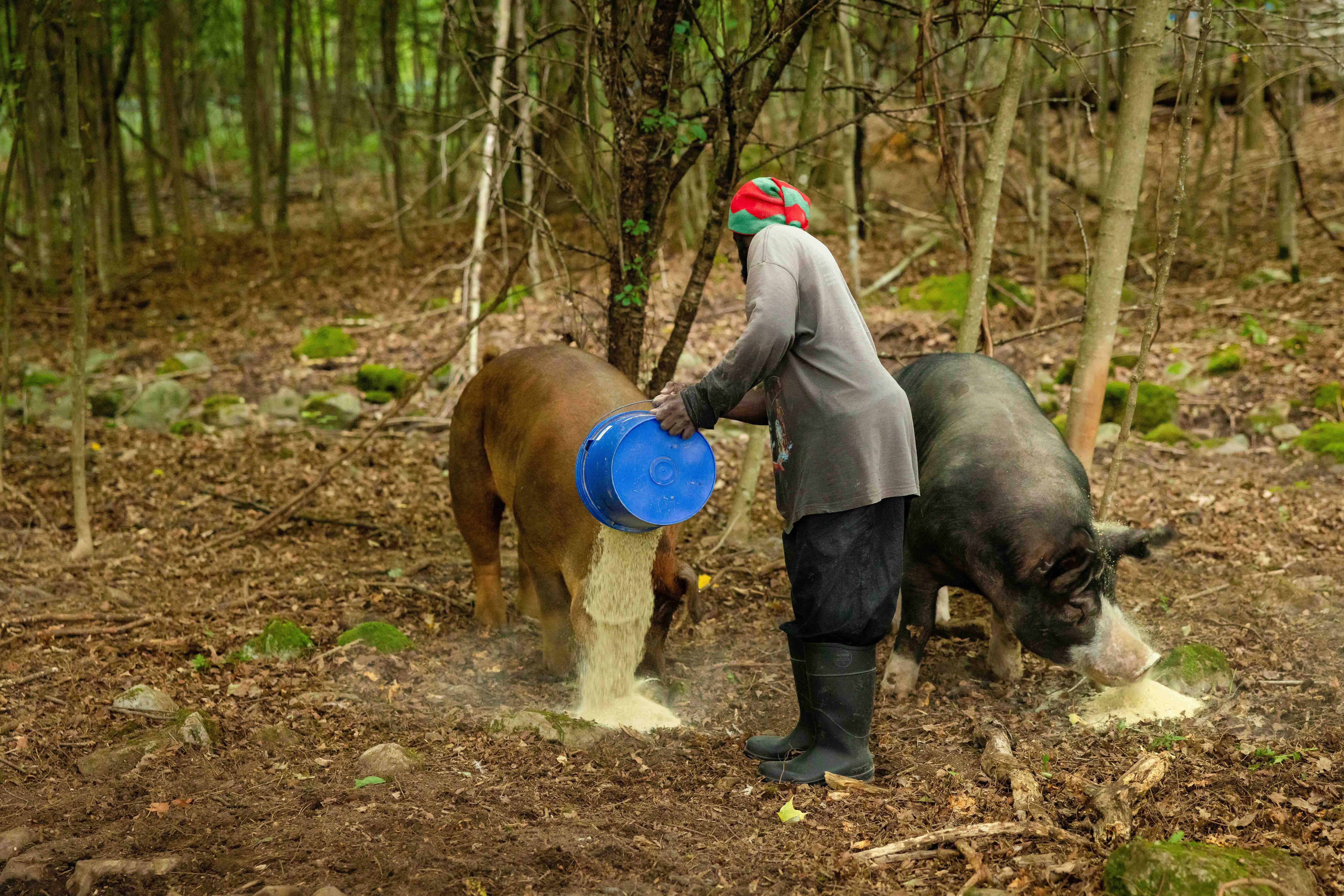 Terron working with the pigs on pasture at Reber Rock Farm