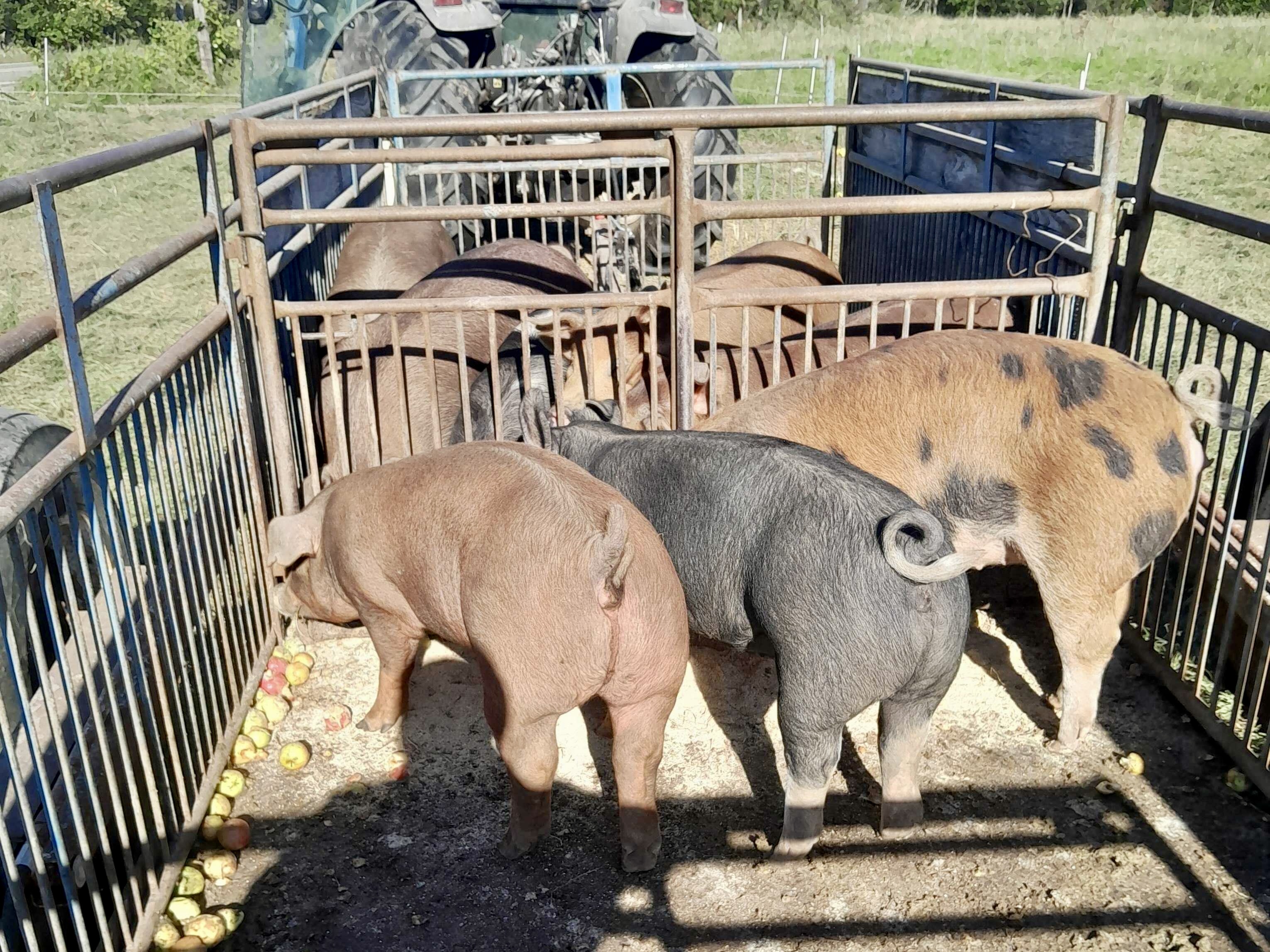 Pigs stepping onto a lowered hog cart to eat fallen wild apples