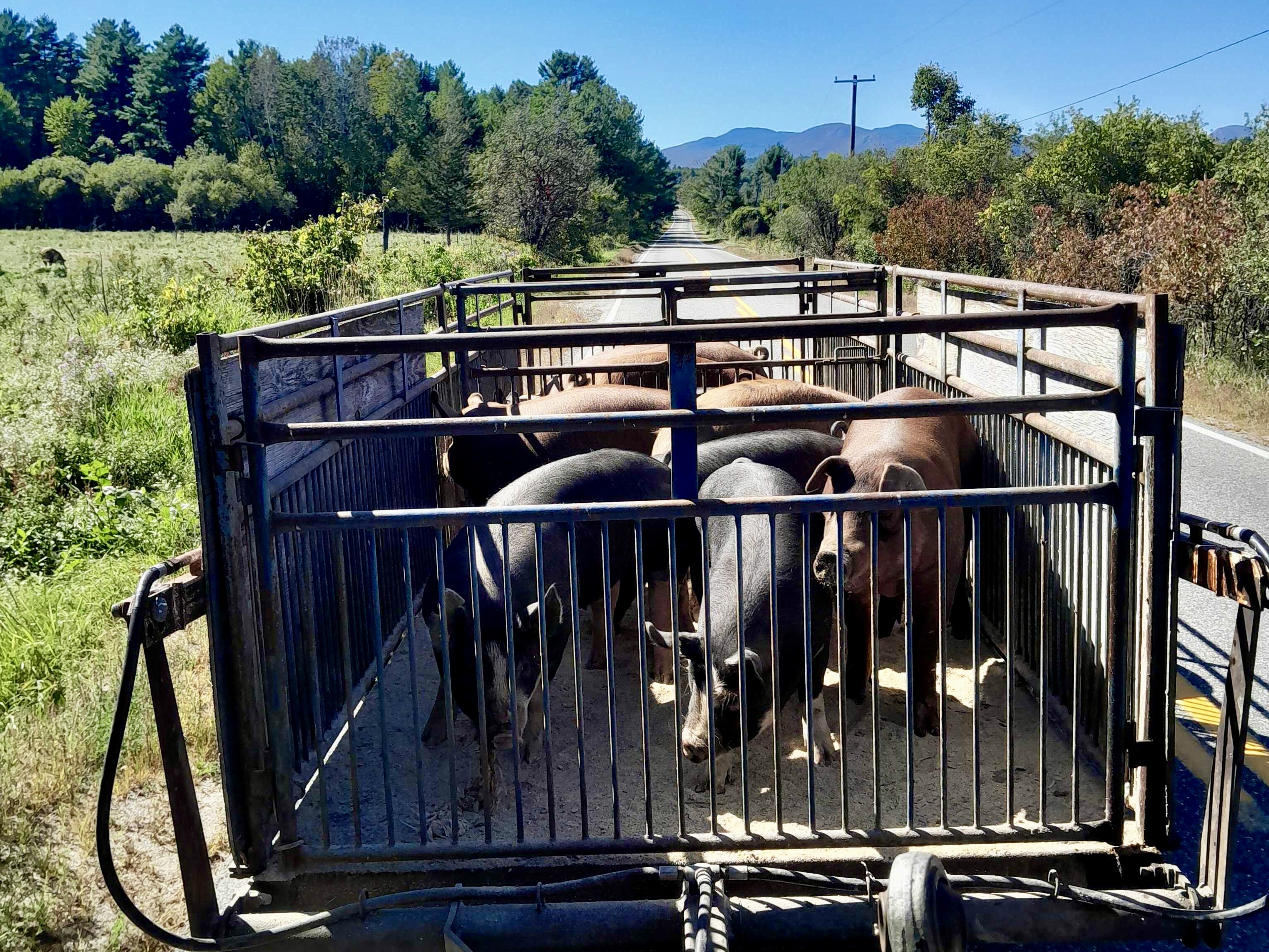 A hog cart carrying a load of pigs across the road to fresh pasture