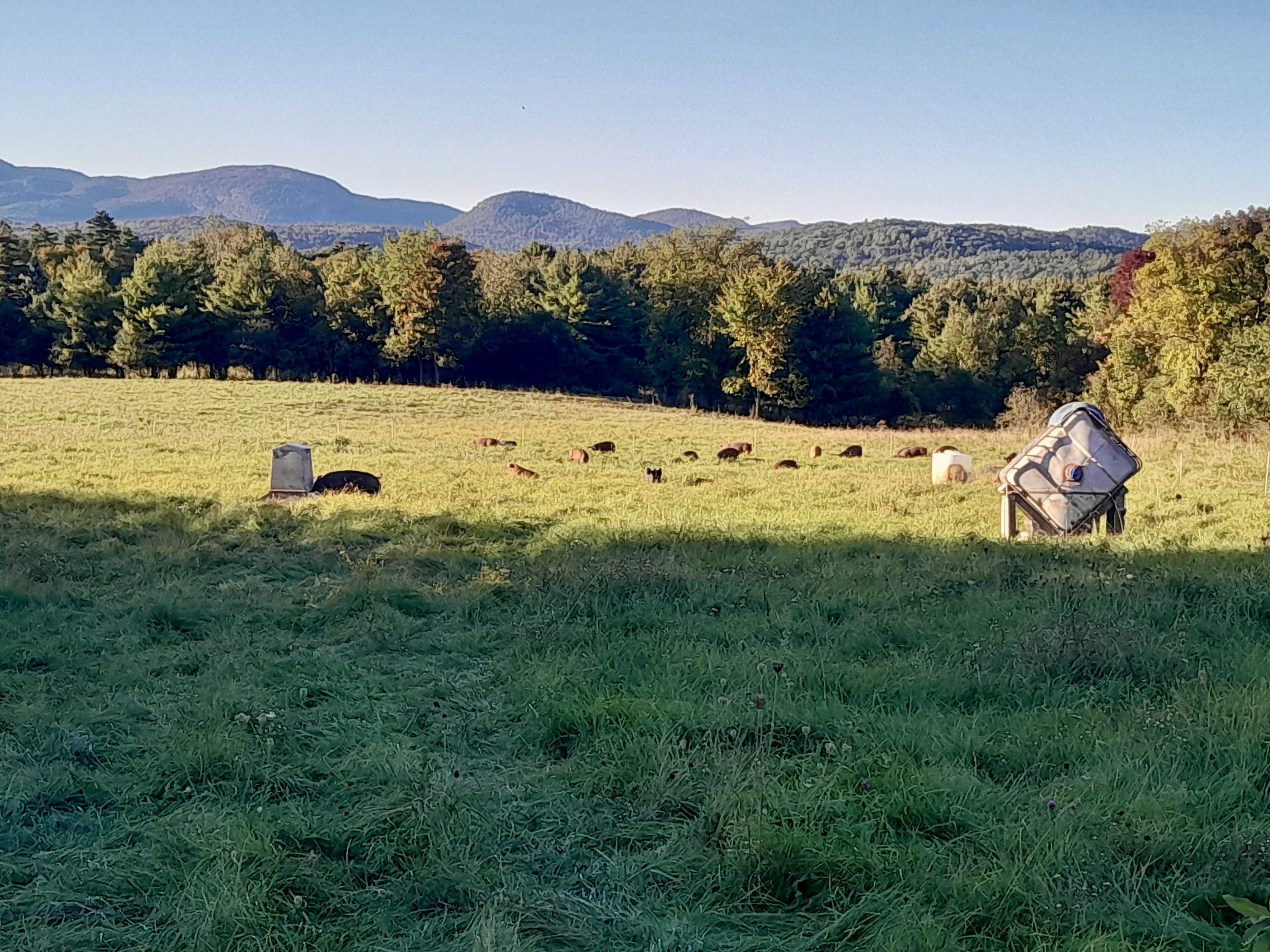 Pigs exploring their new pasture in the late afternoon fall light