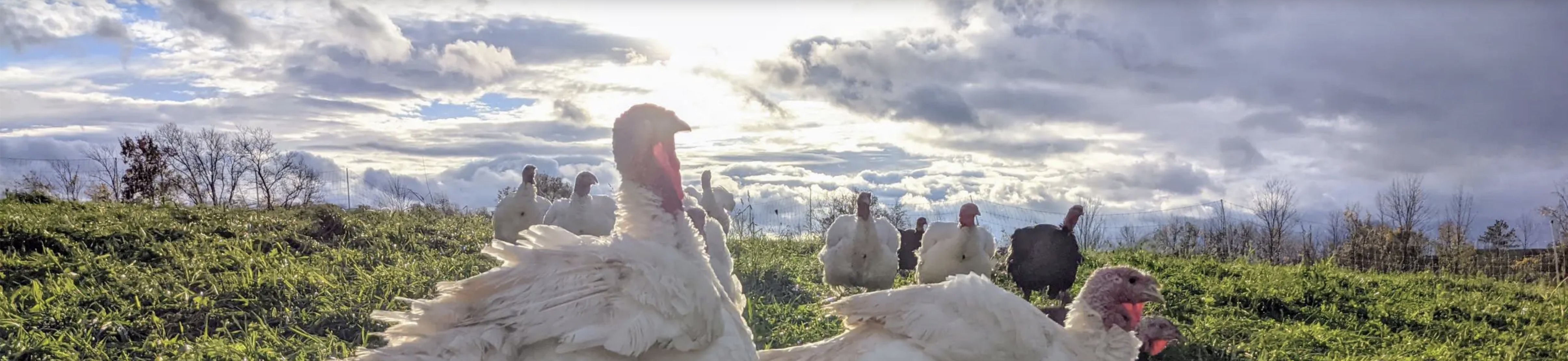 Pasture raised organic holiday turkeys from Wrong Direction Farm